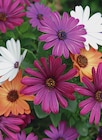 Promo Marguerite du cap à 2,99 € dans le catalogue Delbard à Morzine