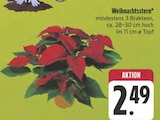 Weihnachtsstern Angebote bei EDEKA Görlitz für 2,49 €