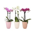 Orchidée en promo chez Carrefour Strasbourg à 8,99 €