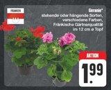 EDEKA Limbach - Geranie Angebot im Prospekt Geranie bei EDEKA im Limbach Prospekt für 1,99 €