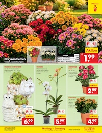 Pflanzen Angebot & Preis im aktuellen Netto Marken-Discount Prospekt Pflanzen Angebot im aktuellen Netto Marken-Discount Prospekt auf Seite 13