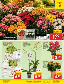 Garten Angebot im Netto Marken-Discount Prospekt, gültig von 17.08.2026 bis 22.08.2026 Garten Angebot im aktuellen Netto Marken-Discount Prospekt auf Seite 13