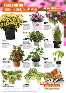 Blumen im OBI Prospekt "BIBERSTARKE ANGEBOTE" mit 25 Seiten (Bottrop)