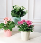 Plantes fleuries - U Express à Brest Plantes fleuries en promo chez U Express Brest à 4,39 €