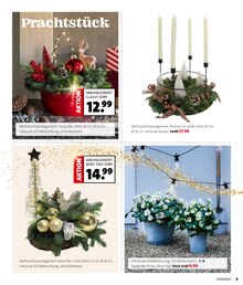 Pflanzen im aktuellen Blumen Ostmann Prospekt (Bremen) Pflanzen im Blumen Ostmann Prospekt "WEIHNACHTS-KNALLER" mit 9 Seiten (Bremen)