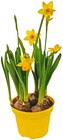 Narzisse Tete à Tete Angebote bei REWE Konstanz für 1,79 €