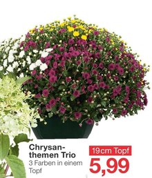 Jawoll Schmelz - Chrysanthemen Trio Chrysanthemen Trio Angebot bei Jawoll Schmelz im Prospekt "Aktuelle Angebote"