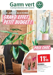 Offre Phalaenopsis dans le catalogue Gamm vert du moment à la page 1