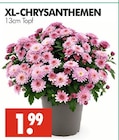 XL-CHRYSANTHEMEN im Angebot bei Wreesmann in Cottbus XL-CHRYSANTHEMEN Angebote bei Wreesmann Cottbus für 1,99 €