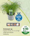 Katzengras von  im aktuellen V-Markt Prospekt für 1,99 €