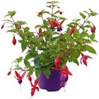 Fuchsia Hybride für 3,49 € bei Hellweg im Angebot Fuchsia Hybride im aktuellen Hellweg Prospekt