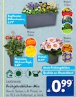 Frühlingsblüher-Mix von GARDENLINE im aktuellen ALDI SÜD Prospekt für 0,99 €