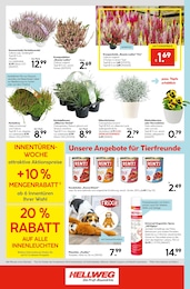 Blumen Angebot & Preis im aktuellen Hellweg Prospekt Blumen Angebot im aktuellen Hellweg Prospekt auf Seite 20