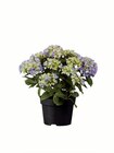Aktuelle Hortensie Angebote bei Lidl in Karlsruhe Aktuelles Gartenhortensien Angebot bei Lidl in Karlsruhe ab 6,99 âŹ