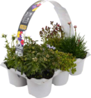 Winterharte Stauden Angebote bei Bauzentrum Reinholdshain Freital für 6,99 €