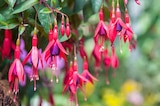 Promo Fuchsia à 4,99 € dans le catalogue Jardiland à Corbeil-Essonnes
