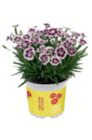 Nelken von  im aktuellen toom Baumarkt Prospekt für 2,99 €