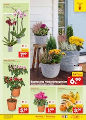 Ähnliche Weihnachtsstern Angebote im Prospekt "Aktuelle Angebote" von Netto Marken-Discount in Frankfurt Ähnliche Angebote wie Weihnachtsstern im Prospekt "Aktuelle Angebote" auf Seite 17 von Netto Marken-Discount in Frankfurt