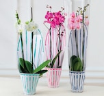 Orchidée 2 Tiges - Super U à Marseille Orchidée 2 Tiges en promo chez Super U Marseille à 8,99 €