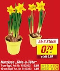 Narzisse 'Tête-à-Tête' Angebote bei toom Baumarkt Böblingen für 0,79 €