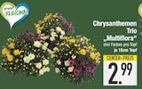 Chrysanthemen Trio 'Multiflora'  im aktuellen EDEKA Prospekt für 2,99 €