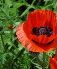 Islandmohn von GROW by OBI im aktuellen OBI Prospekt