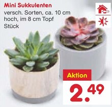 Mini Sukkulenten bei Netto Marken-Discount in Münster Mini Sukkulenten im Angebot bei Netto Marken-Discount Münster für 2,49 €