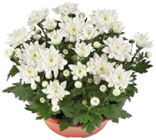 Aktuelle Chrysantheme Angebote bei Kaufland in Nürnberg Aktuelles Chrysanthemen-Schale Angebot bei Kaufland in Nürnberg ab 4,44 €
