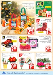 Kiwi im Marktkauf Prospekt Top Angebote auf S. 8