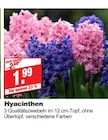 Hyacinthen bei bauSpezi im Neunkirchen Prospekt für 1,99 €