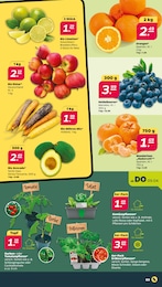 Gemüsepflanzen Angebot & Preis im aktuellen Netto mit dem Scottie Prospekt Gemüsepflanzen Angebot im aktuellen Netto mit dem Scottie Prospekt auf Seite 3