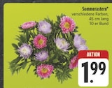 Sommerastern im Angebot bei EDEKA in Schwabach Sommerastern Angebote bei EDEKA Schwabach für 1,99 €