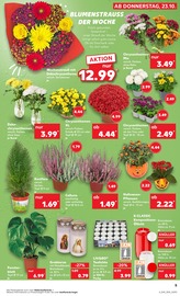 Grabpflege im Kaufland Prospekt in Altenburg Aktueller Kaufland Prospekt mit Grabpflege, "Aktuelle Angebote", Seite 5