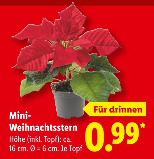 Mini-Weihnachtsstern