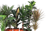 Grün-Mix im Angebot bei Hornbach in Gütersloh Grün-Mix Angebote von FloraSelf bei Hornbach Gütersloh für 12,95 €