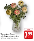 Ranunkeln Cloony mit Eukalyptus und Pav bei E center im Mössingen Prospekt für 7,99 €