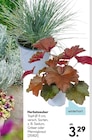 Herbstzauber für 3,29 € bei Hellweg im Angebot Herbstzauber im aktuellen Hellweg Prospekt