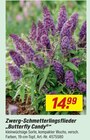 Zwerg-Schmetterlingsflieder 'Butterfly Candy' im aktuellen toom Baumarkt Prospekt