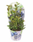 Heidelbeere im Topfcover bei Lidl im Templin Prospekt für 4,99 €