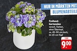 EDEKA Überherrn - Freilandhortensien Angebot im Prospekt Freilandhortensien bei EDEKA im Überherrn Prospekt für 9,00 €