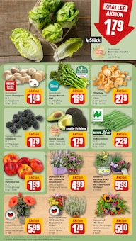 Pflanzen im aktuellen REWE Prospekt (Halle (Saale)) Pflanzen im REWE Prospekt "Dein Markt" mit 18 Seiten (Halle (Saale))
