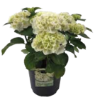 Hortensien-Busch "Hydrangea macrophylla" im Angebot bei EDEKA in Passau Hortensien-Busch "Hydrangea macrophylla" Angebote bei EDEKA Passau für 9,99 €