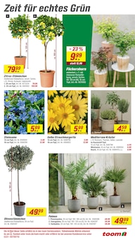 Pflanzen Angebot im toom Baumarkt Prospekt, gültig von 28.03.2026 bis 03.04.2026 Pflanzen Angebot im aktuellen toom Baumarkt Prospekt auf Seite 3