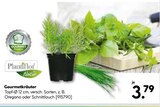 Gourmetkräuter im Hellweg Prospekt Gourmetkräuter von Plantiflor im aktuellen Hellweg Prospekt für 3,79 €