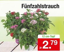 Zimmermann Nordhorn - Fünfzahlstrauch Fünfzahlstrauch Angebot bei Zimmermann Nordhorn im Prospekt Mehr als Du denkst!