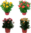 MIX PLANTES FLEURIES - SANS MARQUE - Auchan Hypermarché à Saint-Nazaire MIX PLANTES FLEURIES - SANS MARQUE en promo chez Auchan Hypermarché Saint-Nazaire à 2,99 €