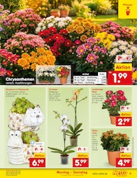 Netto Marken-Discount Blumen im Prospekt Netto Marken-Discount Blumen im Prospekt