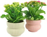 Queen of Flowers Angebote bei REWE Lehrte für 4,99 €