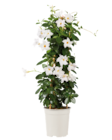 Dipladenia Pyramide von  im aktuellen Lidl Prospekt für 9,99 €