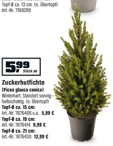 Zuckerhutfichte (Picea glauca conica) bei OBI in Unna Zuckerhutfichte (Picea glauca conica) im Angebot bei OBI Unna